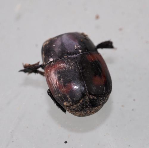 Hister quadrimaculatus